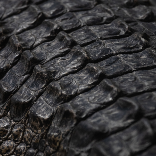 The Crocodile-Skin Aesthetic of Violence